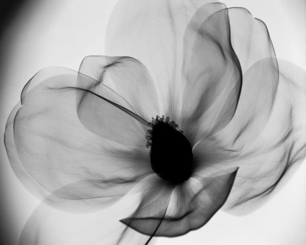 Цветы рентген