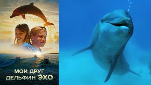 Мой Дельфин Эхо