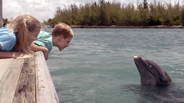 Мой друг Дельфин Эхо (2019)