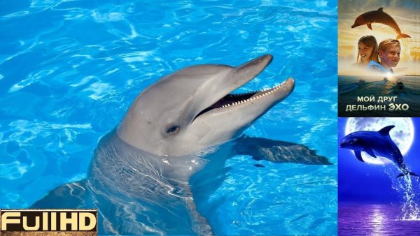 Мой друг Дельфин Эхо кадры из фильма