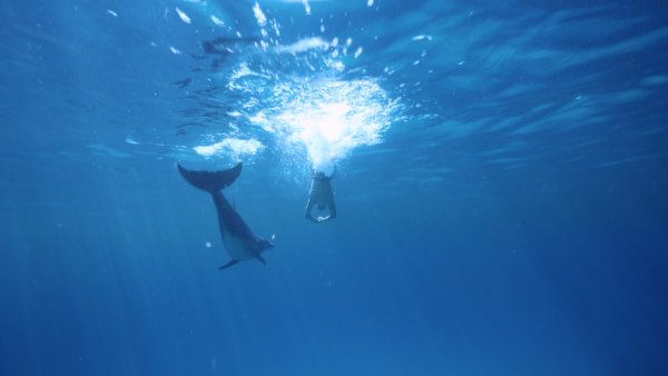 Фильм мой друг Дельфин