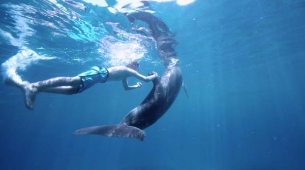 Фильм мой друг Дельфин