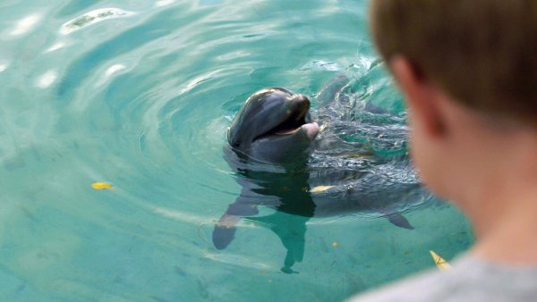 Фильм мой друг Дельфин