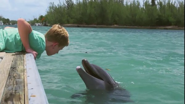 Мой друг Дельфин Эхо фильм 2019