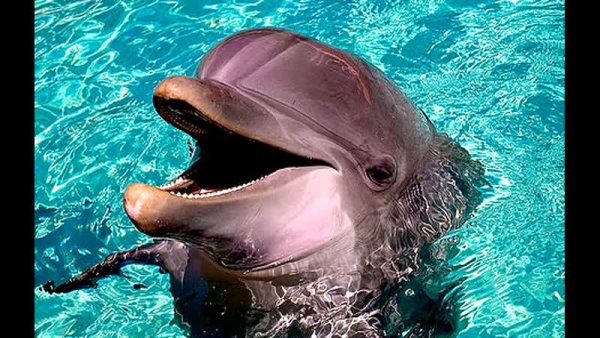 Мой друг Дельфин Эхо фильм 2019