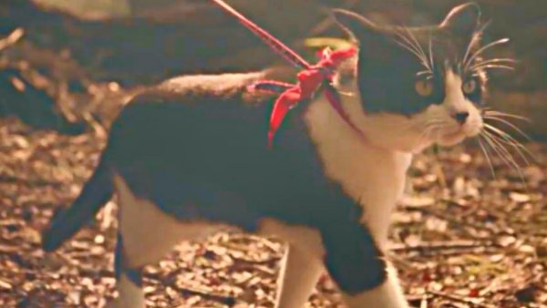 Кошачьи миры Луиса Уэйна