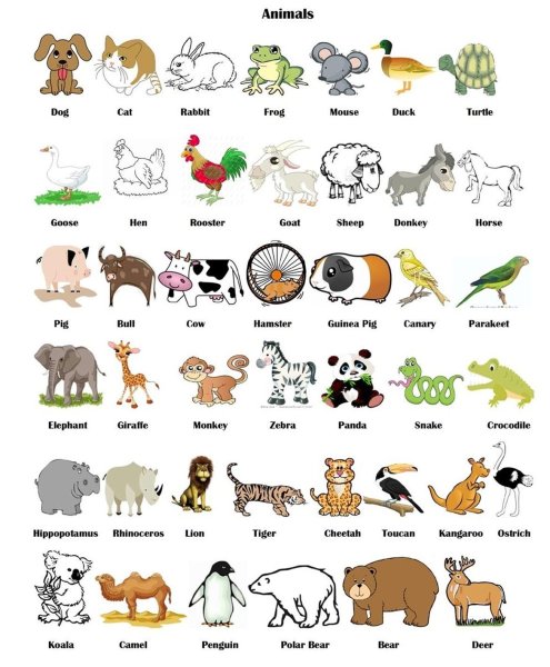 Лесные животные на английском