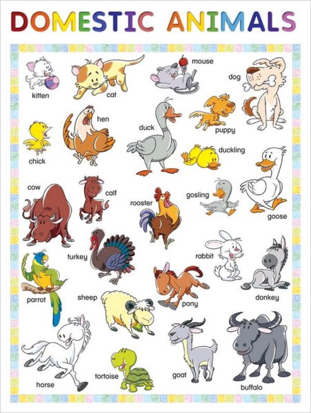 Животные и их имена