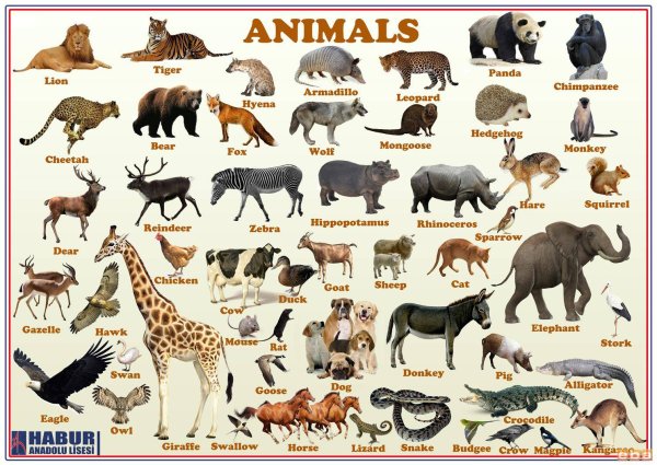 Животные на английском