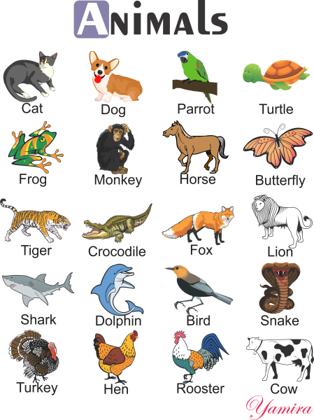 Животные на английском