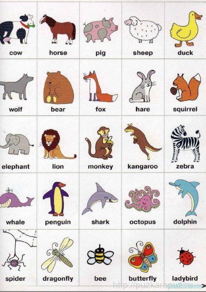 Животные на англ