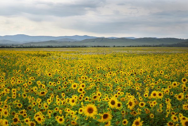 Поле с подсолнухами Башкортостан