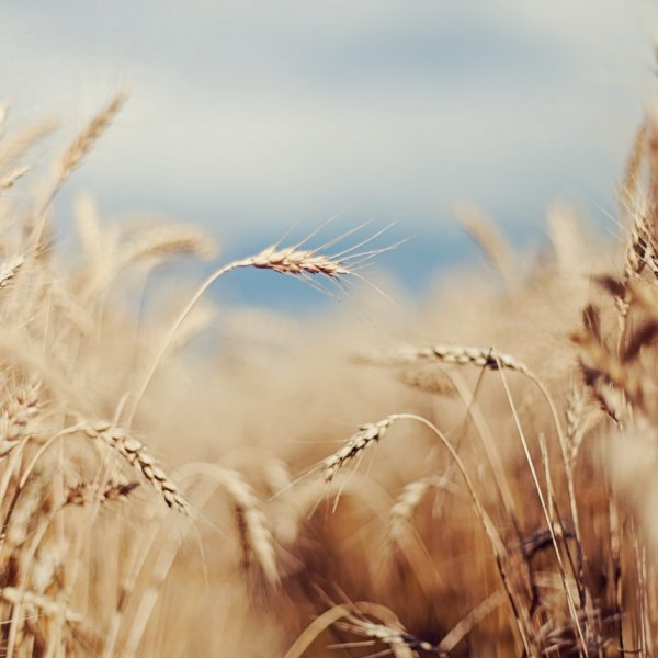 Постер сухая трава на пляже в скандинавском стиле бежевый