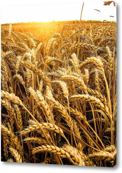 Рожь недосеяна