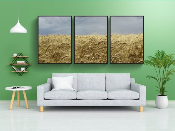 Поле с колосьями