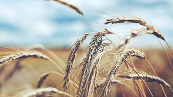 Растения поля