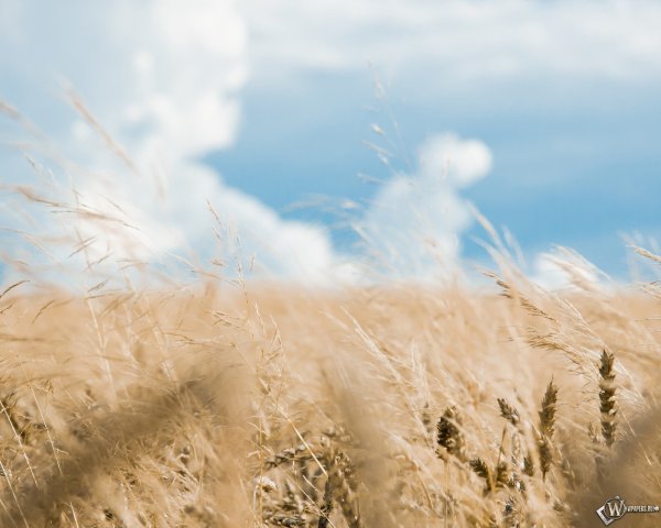 Солнечный пейзаж