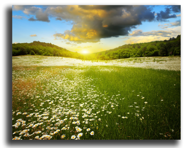 Колосья пшеницы