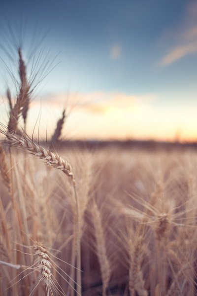 Хлебный Колос