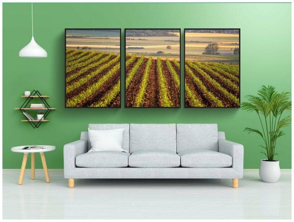 Степные травы на солнце