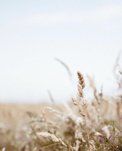 Тростник на закате