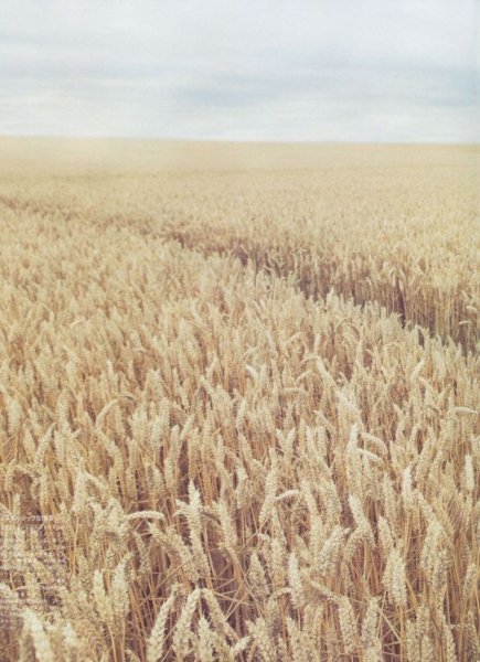 Кино дикое поле