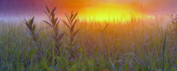 Поле колосья живопись