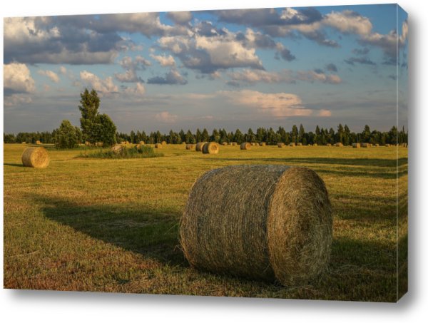 Поле черно белое