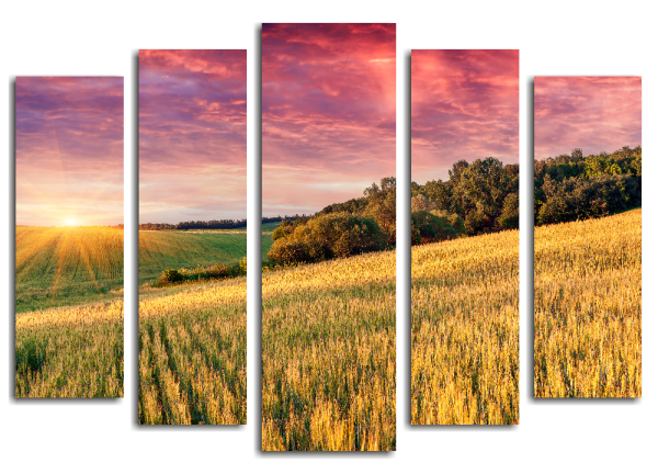 Постер ромашки