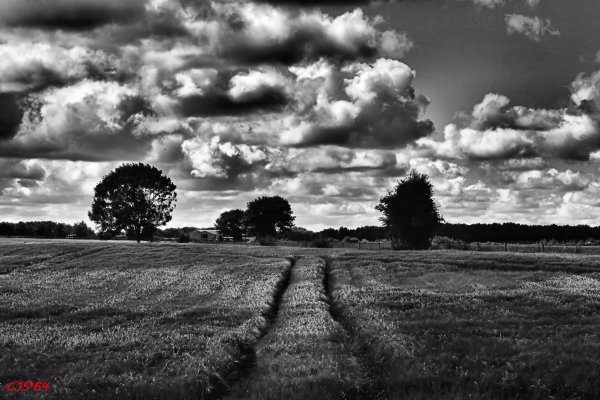 Афиша фильма русское поле