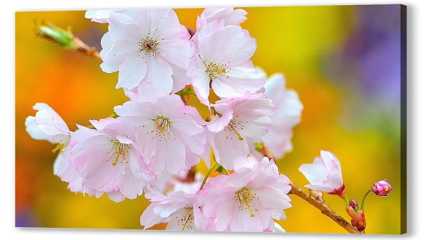 Весна цветы красота