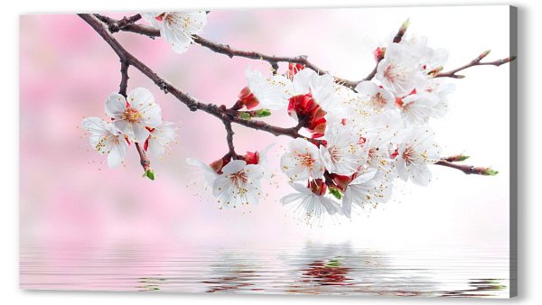 Ветка над водой