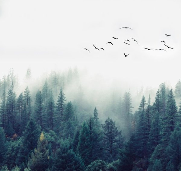 Мгла фильм 2007 Стивен Кинг