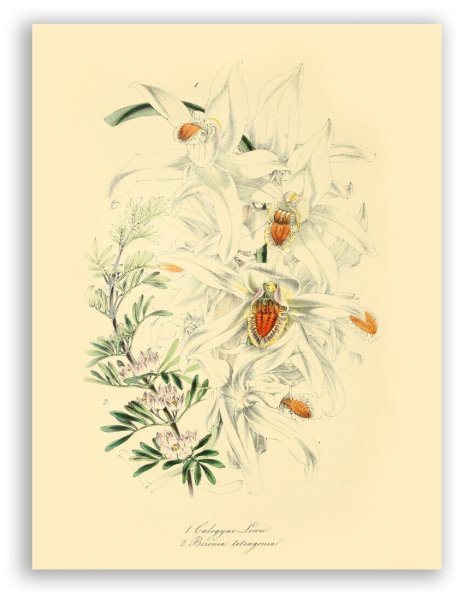 Черно-белые постеры Гравюры