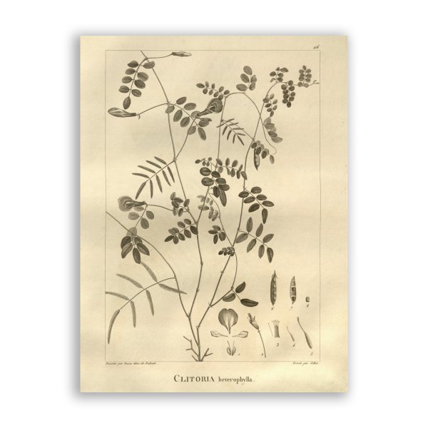 Гравюра Государева двора Измайлово