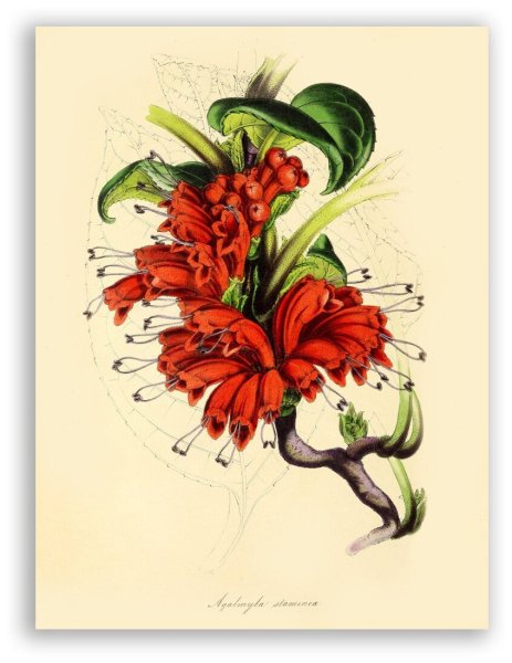 Малаков литография