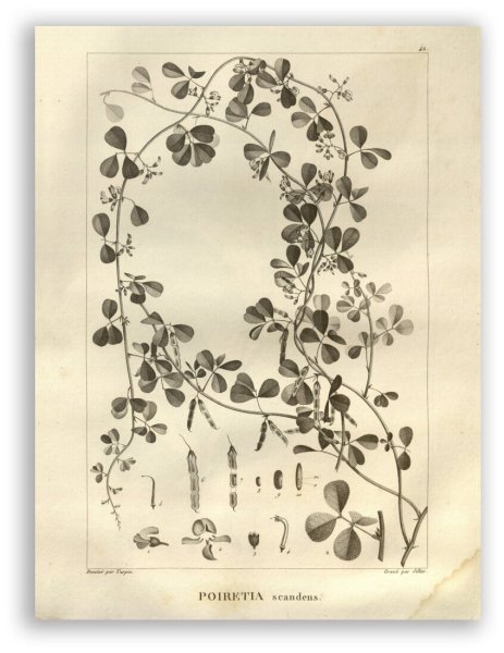 Камелия бумажная