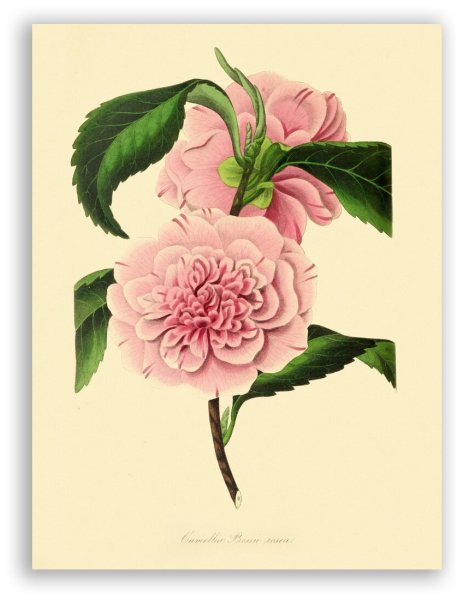 Плакат офорт