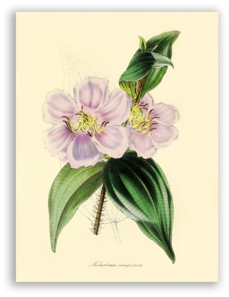 Гравюра Московский Кремль теремной дворец