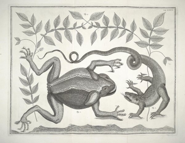 Musa Ботаническая иллюстрация