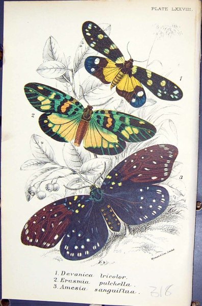 Куприянов линогравюра