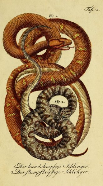 Винтажная змея иллюстрация