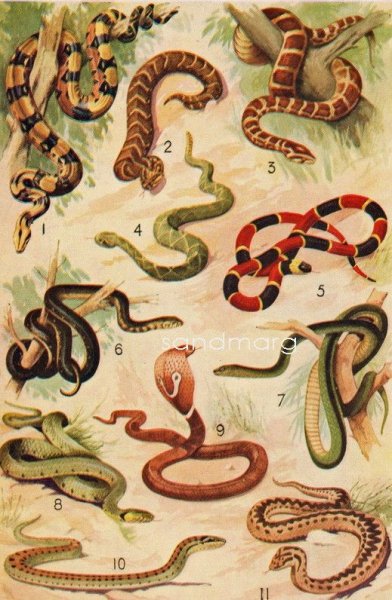 Плакат со змеями
