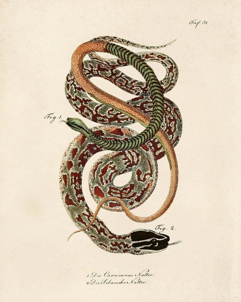 Змея живопись