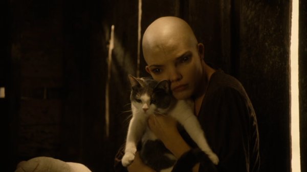 Дрен — Дельфин шанеак Химера, 2009