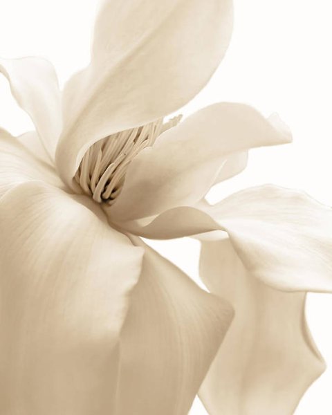 Золотой эвкалипт