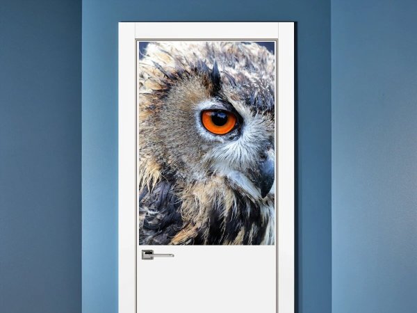 Совенок в шапке