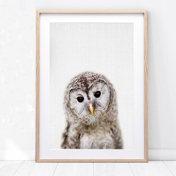 Постер Сова