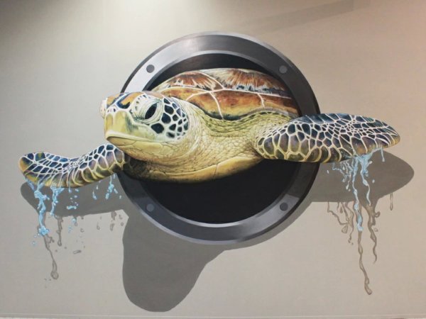 Черепаха на стене