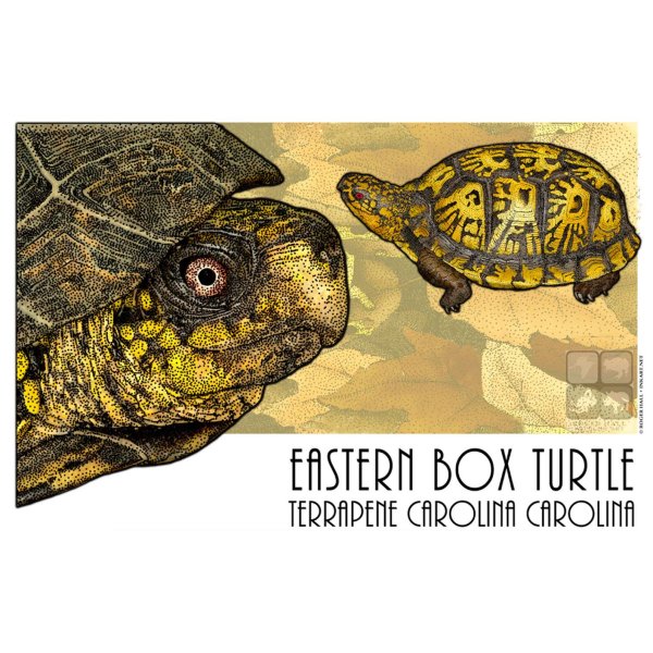 Черепаха акварелью для детей